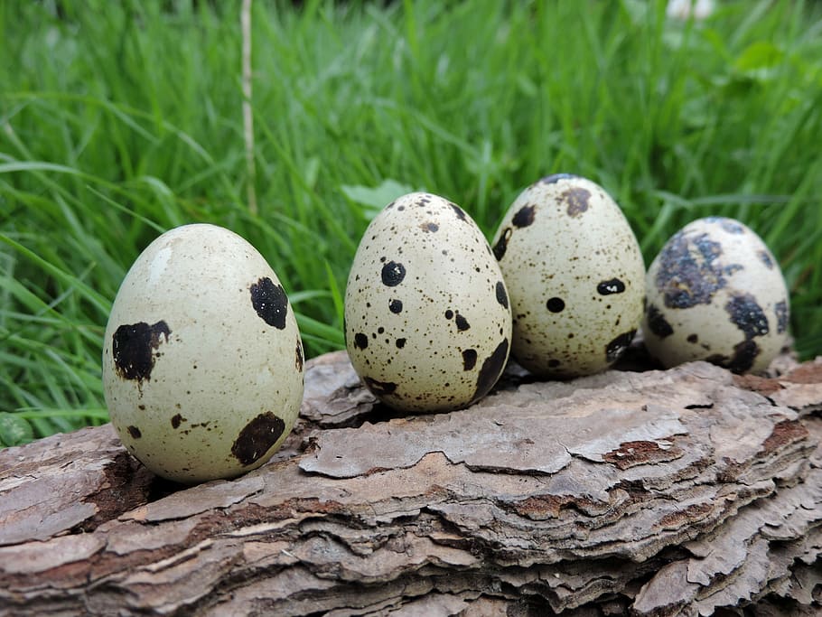 Quail Eggs, Spotted, Up, Bark, lined up, meadow, easter, grass HD wallpaper