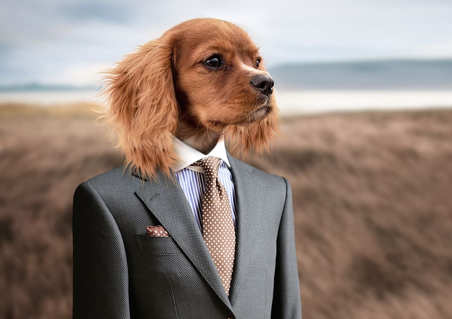 brown short coat dog with grey suit jacket and brown necktie