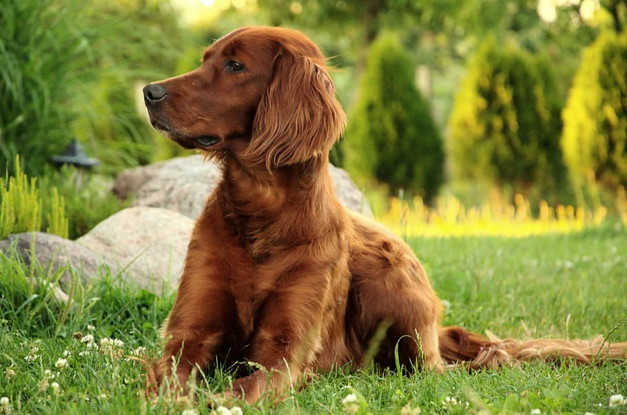 long-coated brown dog sitting in grass field, portrait, pets