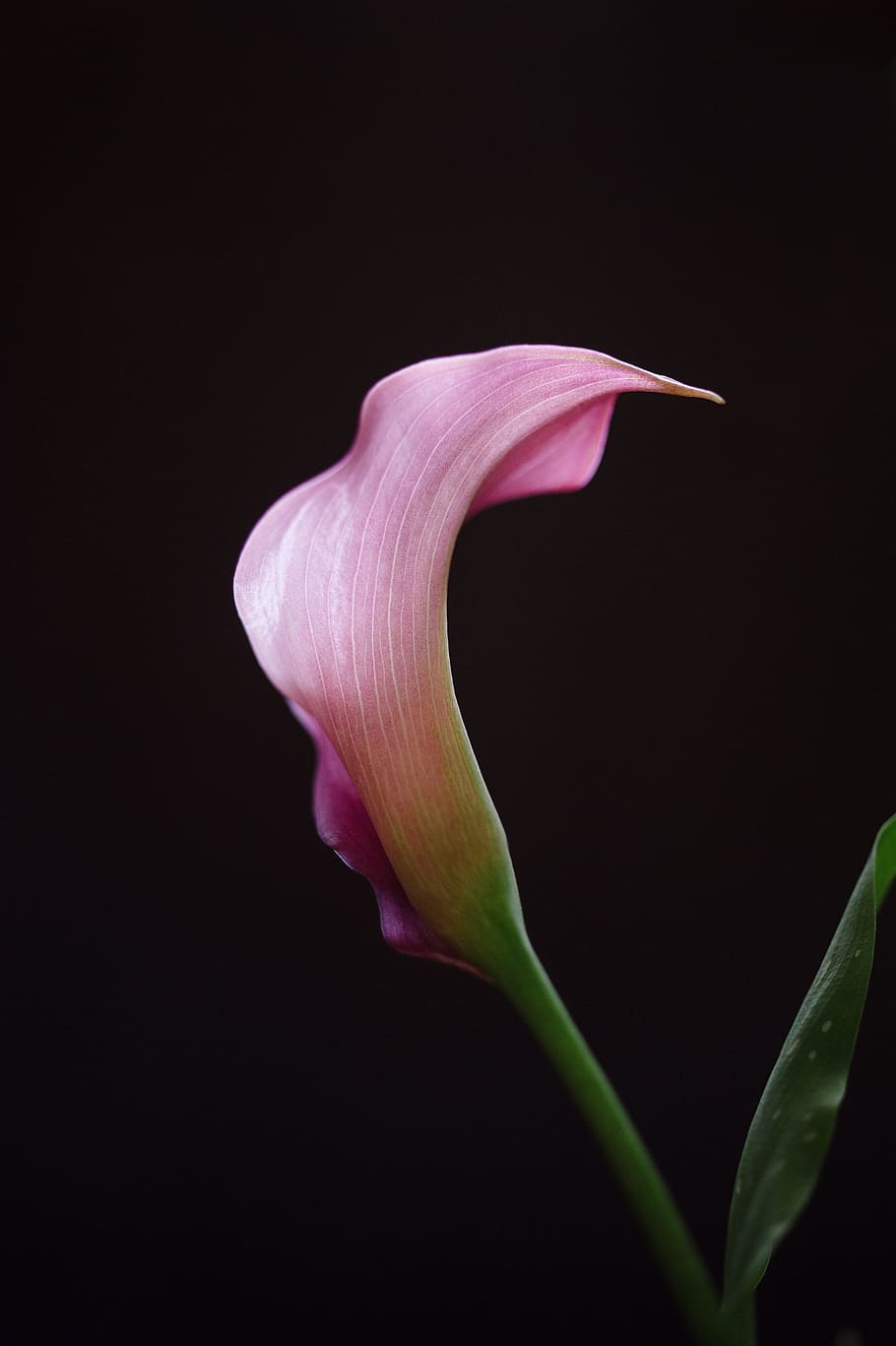 pink flower, calla lilly, fresh, shadow, spring, calla lily HD wallpaper