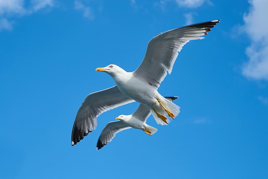two white birds flying under blue sky, seagull, beautiful, gulls