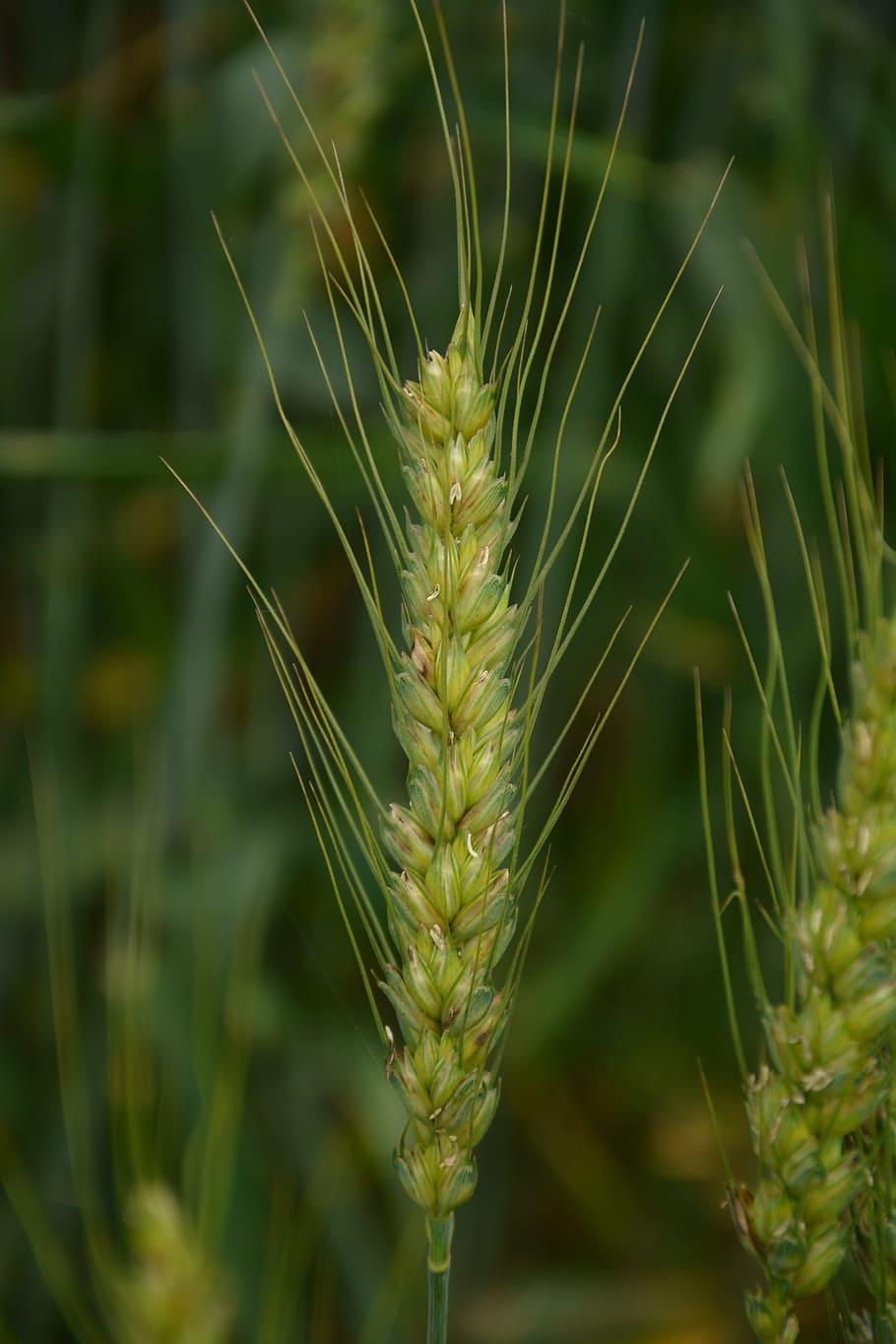 wheat, green, growth, plant, close-up, green color, focus on foreground HD wallpaper