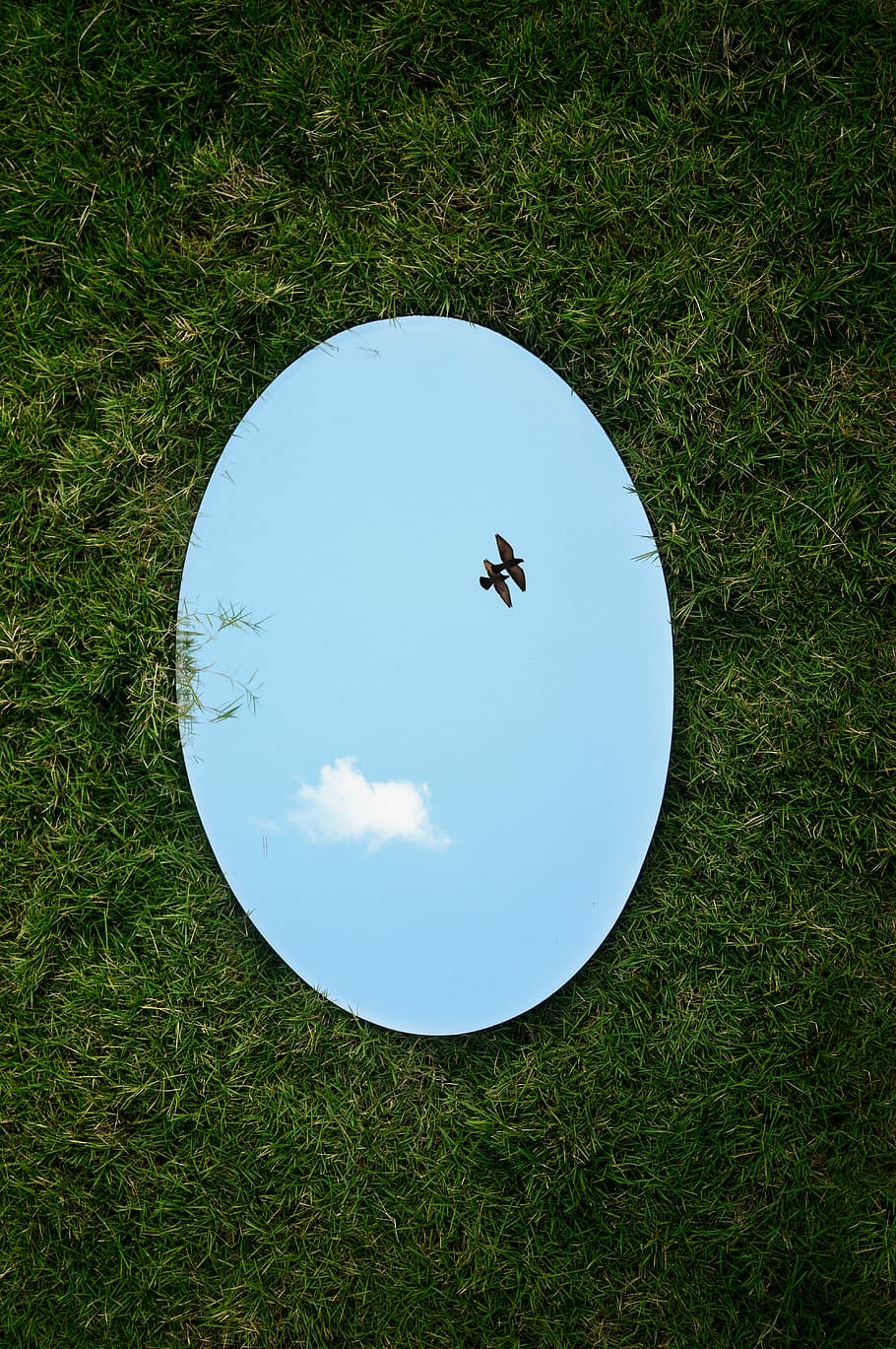 A Reminder to Look Up, round mirror lying on grass, birds, reflection HD wallpaper