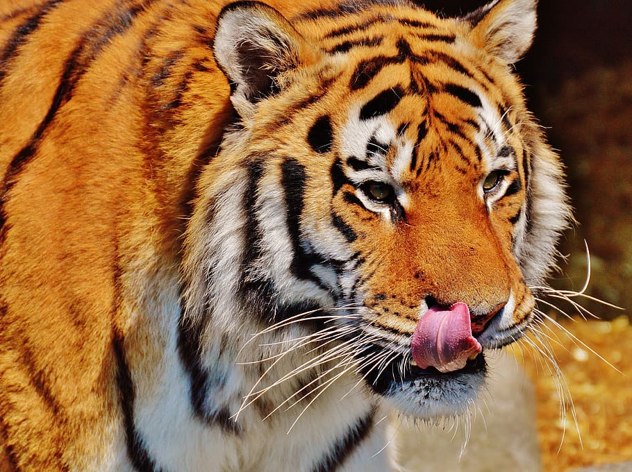 tiger, predator, fur, beautiful, dangerous, cat, wildlife photography HD wallpaper