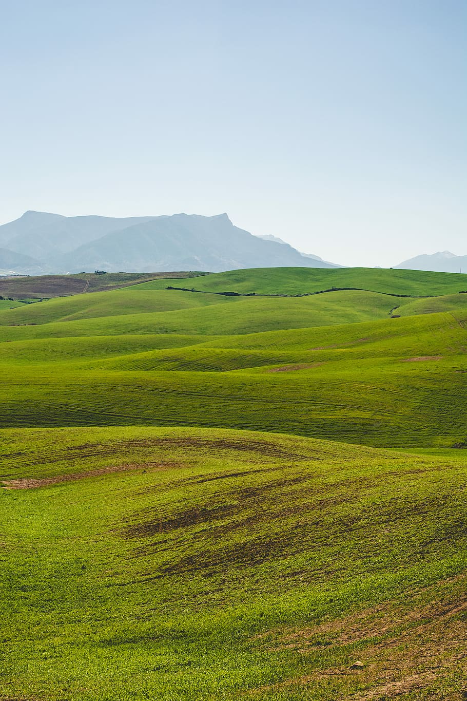 green grassland under clear sky, green grass field under blue sky HD wallpaper
