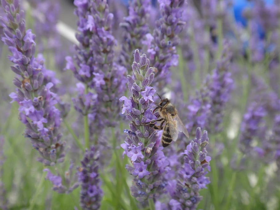 lavender, bee, forage, insect, flower, flowering plant, animal themes HD wallpaper