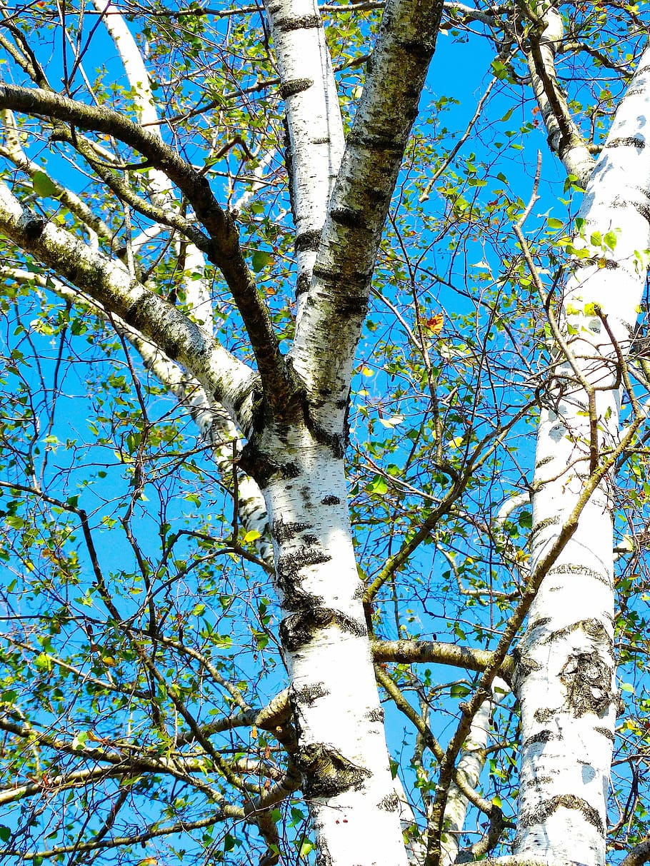 birch, tree, white bark, sky blue, nature, plant, low angle view HD wallpaper