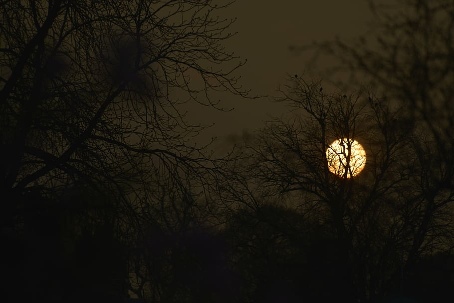 sun, setting, through, tree, nature, night, branch, bare tree HD wallpaper