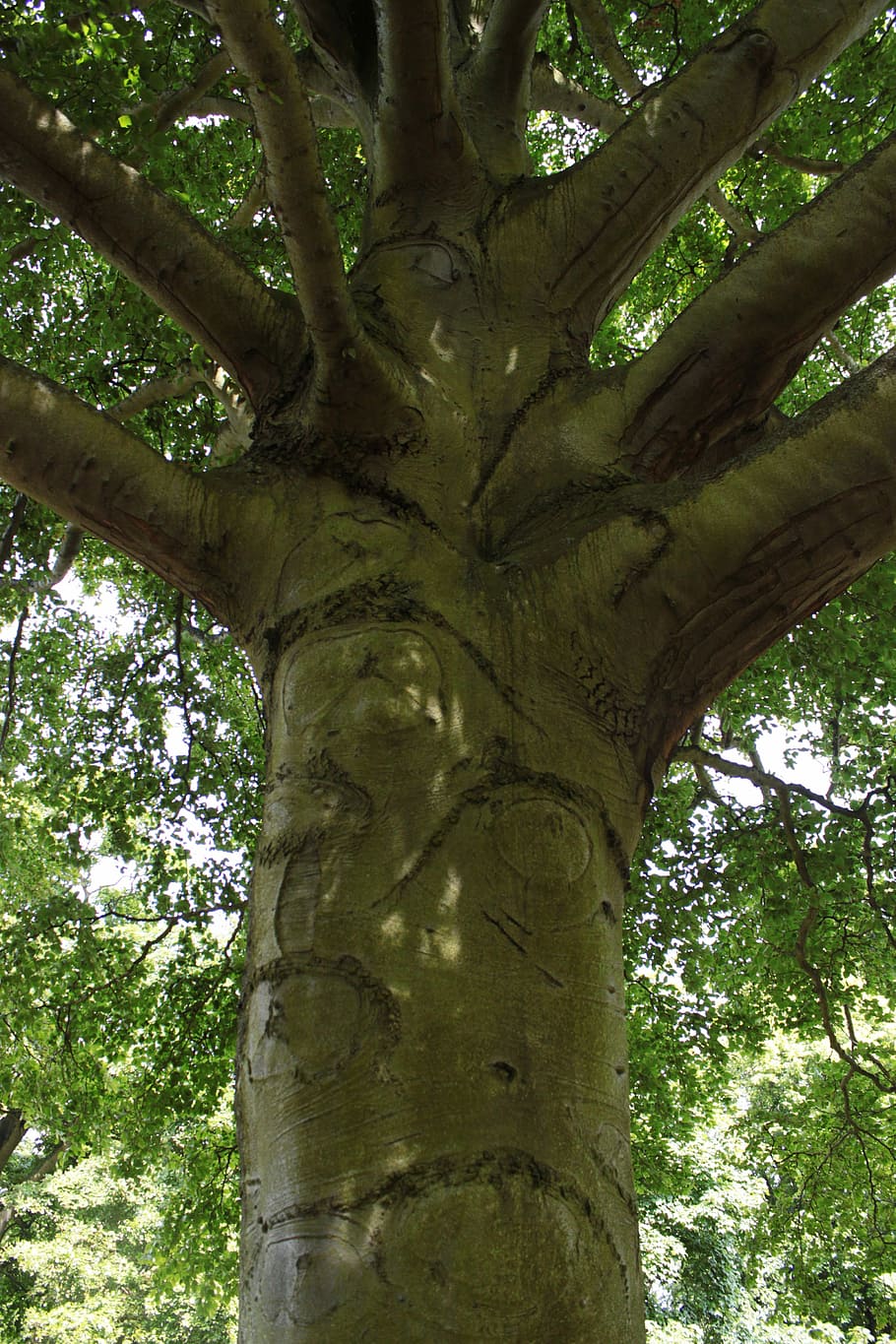 Tree Trunk, Branches, Foliage, Leaf, nature, old tree, tribe HD wallpaper