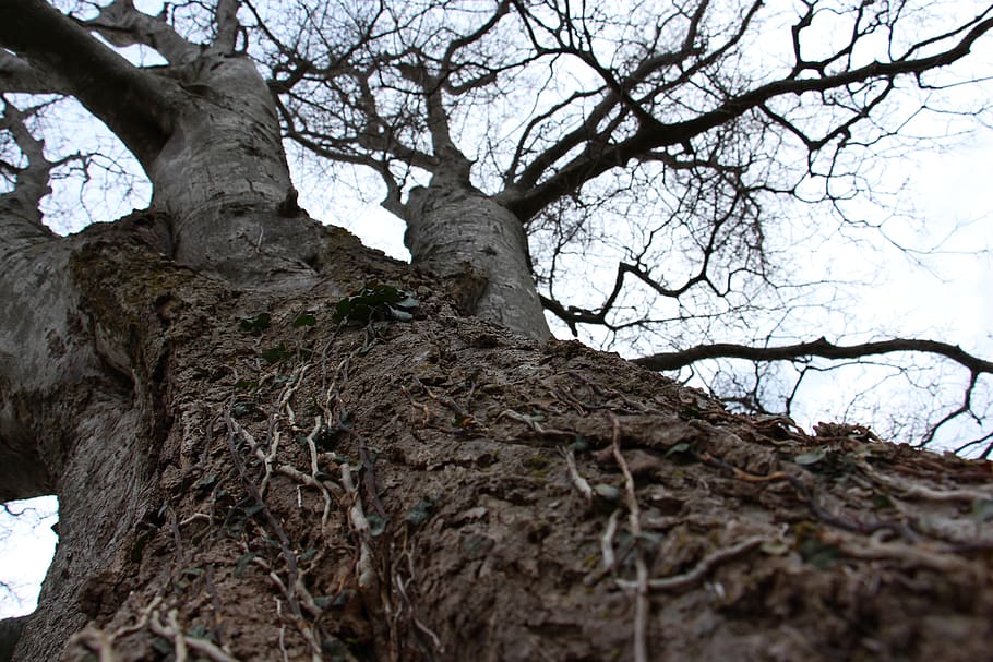tree, vines, nature, trunk, branches, texture, tree trunk, plant HD wallpaper