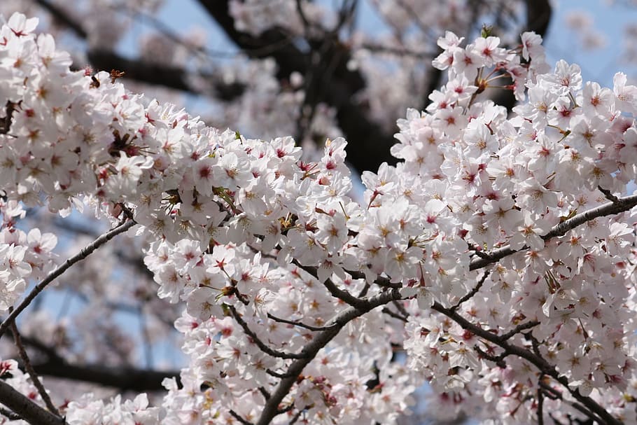 cherry, spring, in full bloom, japan, flowering plant, fragility HD wallpaper