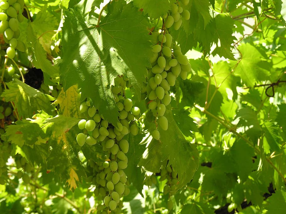 wine, foliage, green, food and drink, growth, healthy eating HD wallpaper