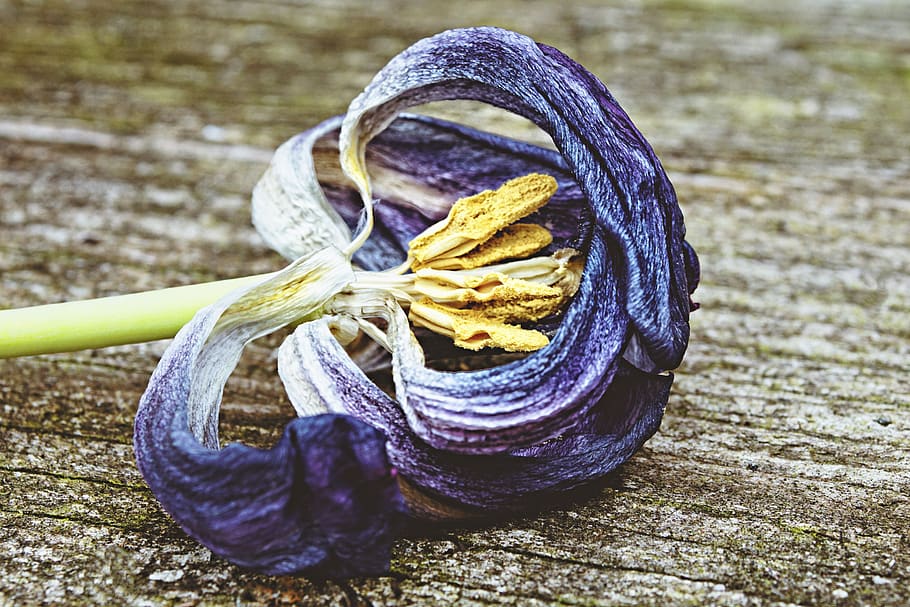 blue, forget, flower, old, lapsed, transience, withered, passed HD wallpaper