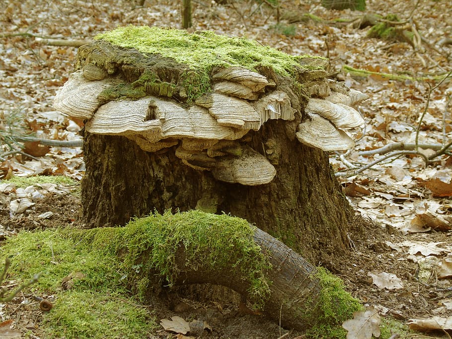 Tree Stump, Moss, Forest, Nature, Green, morsch, mystical, root HD wallpaper