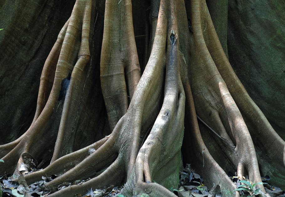 root, tree, log, no people, plant, day, growth, green color HD wallpaper