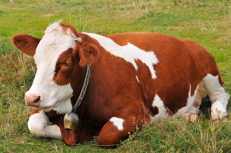 white and brown cow, lying, meadow, close, domestic, domestic animals HD wallpaper