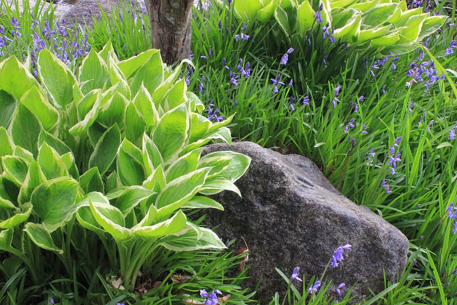 flora, leaf, nature, flower, grass, hosta, bluebells, spring HD wallpaper