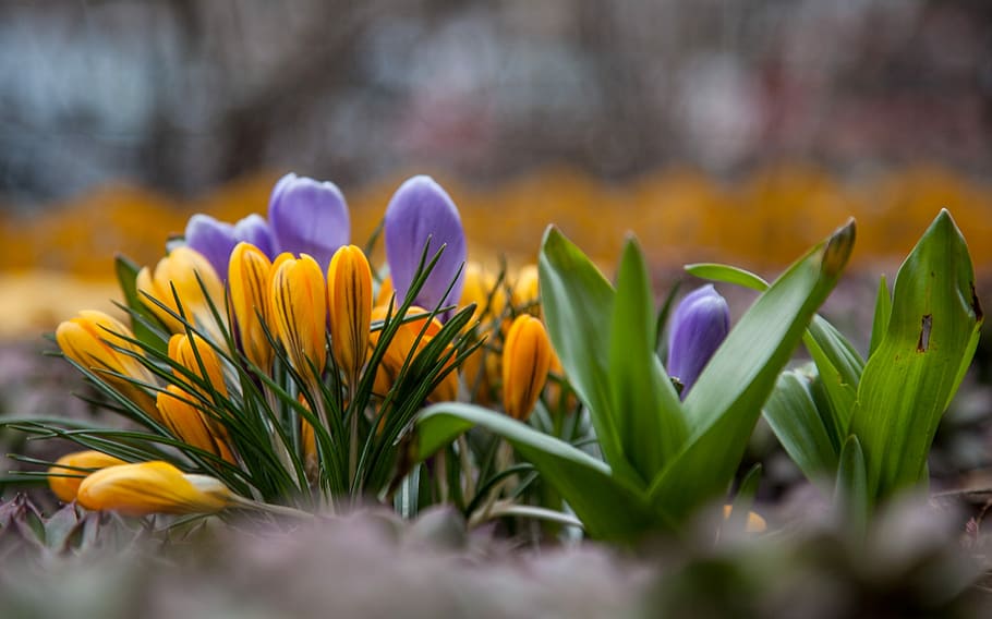 Flowers, Crocuses, Spring, Greens, purple, blue, yellow, nature HD wallpaper