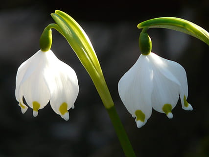 two white-and-green petaled flowers in closeup photography HD wallpaper