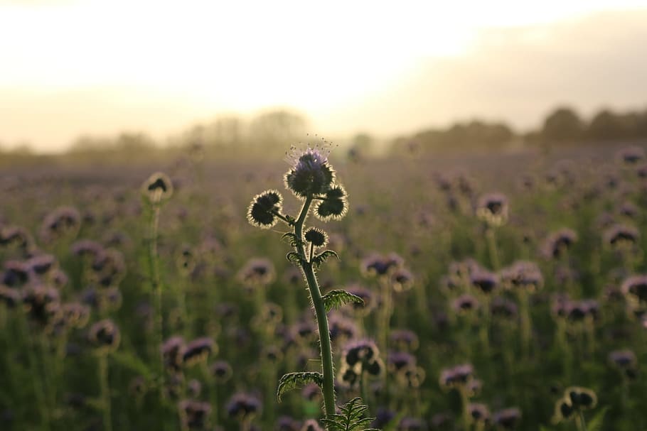 Sunset, Bees, Phacelia, Field, abendstimmung, evening sky, landscape HD wallpaper