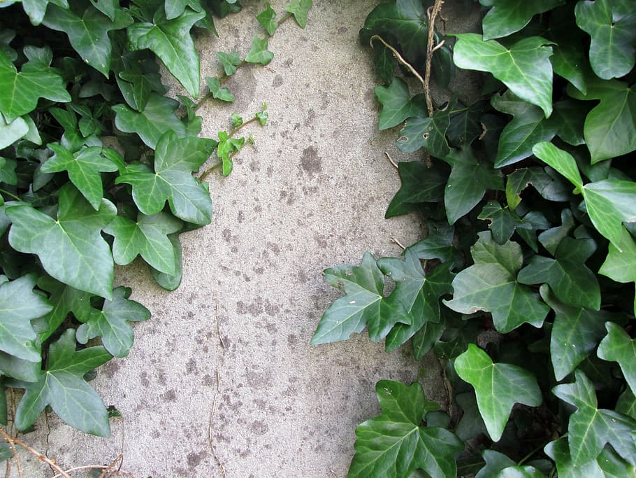 wall, old, ivy, rustic, green, english ivy, leaf, nature, plant HD wallpaper