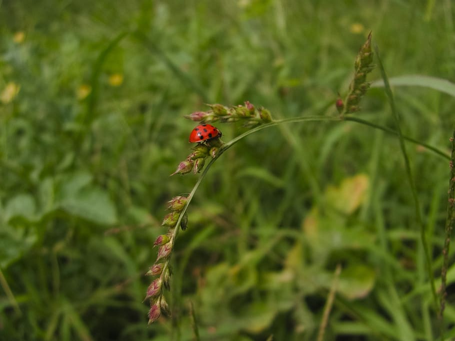 ladybug, grass, summer, insect, flora, macro, insects, petals HD wallpaper