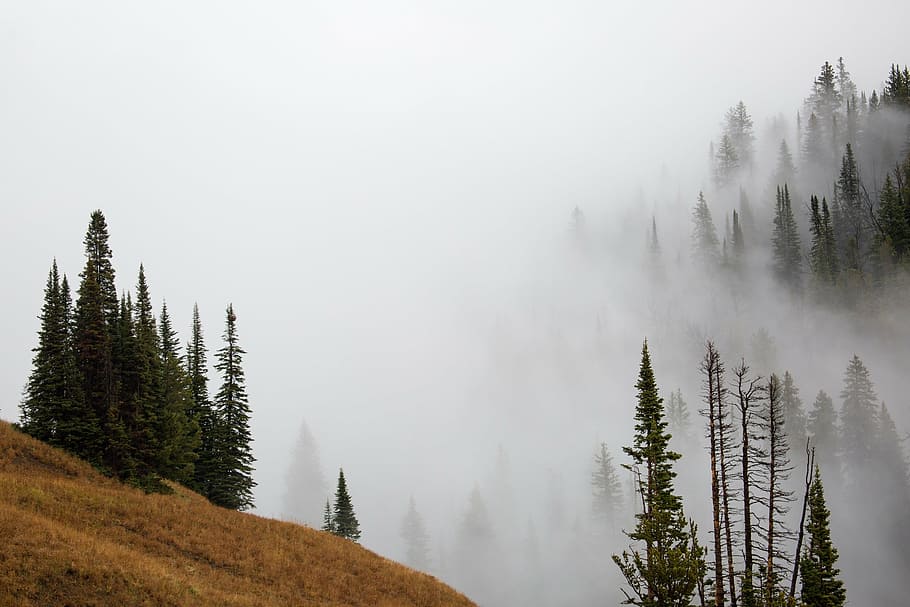 green trees at daytime, fog, landscape, scenic, yellowstone national park HD wallpaper
