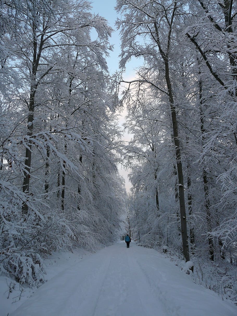 winter, wintry, winter hike, snow, cold, icy, forest, trees HD wallpaper