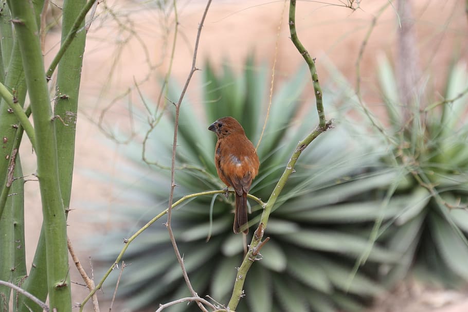 Nature, Exotic Bird, one animal, tree, perching, branch, animal wildlife HD wallpaper