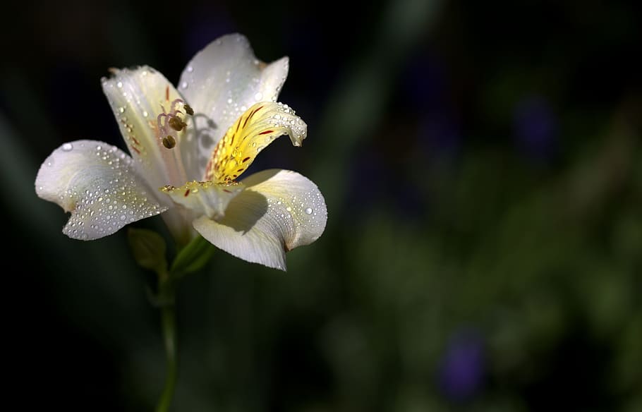 lily, flower, wild, white, flowering plant, beauty in nature HD wallpaper