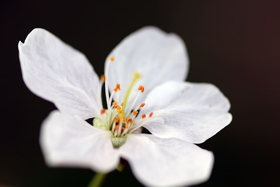 selective focus photography of white cherry blossom, flower HD wallpaper