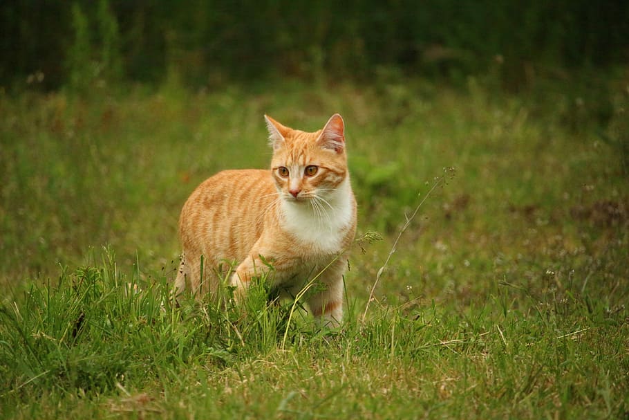 Cat, Kitten, Mackerel, mieze, domestic cat, red cat, red mackerel tabby HD wallpaper