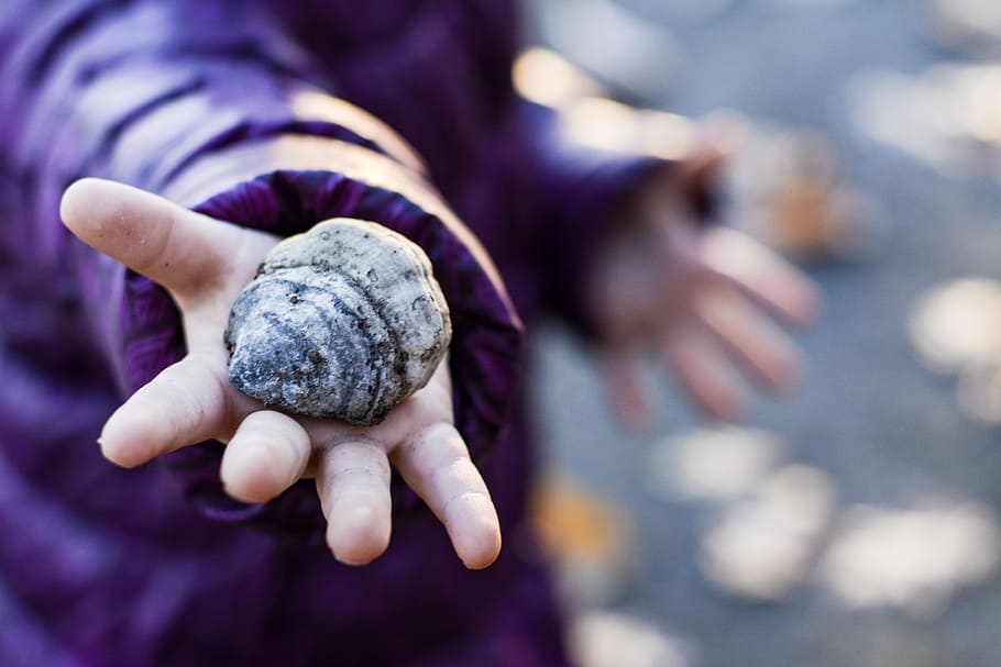 Shell, Fall, Child, Promenade, Color, autumn landscape, leaves HD wallpaper