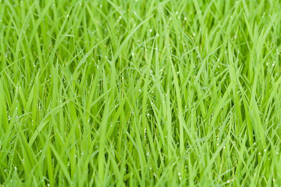Green Grass With Water Droplets, climate, close-up, condensation HD wallpaper