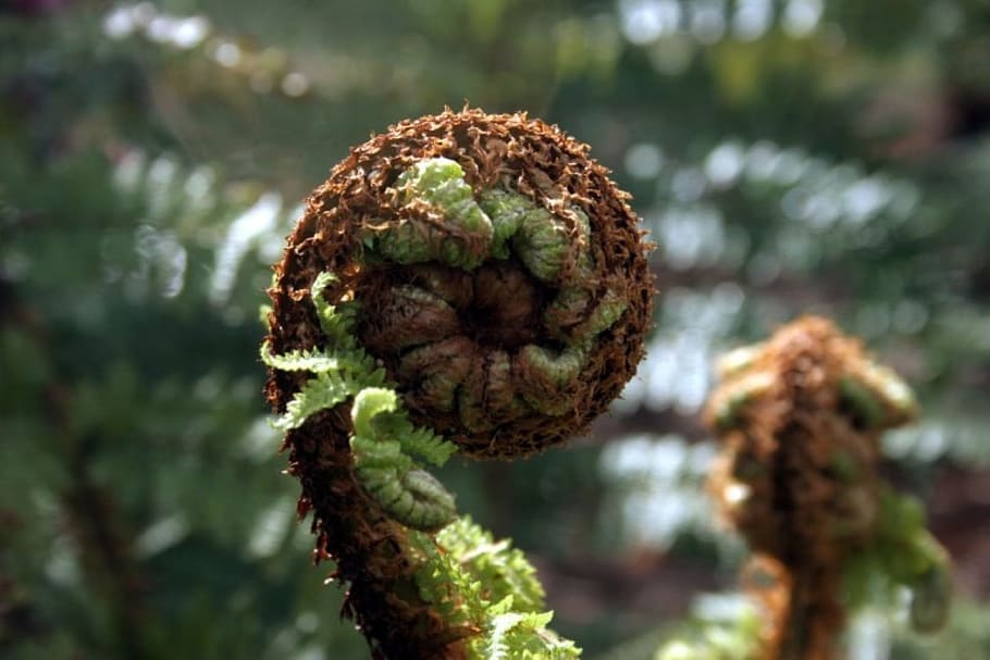 Fern, Frond, Plant, Leaf, Foliage, growth, flora, natural, botany HD wallpaper