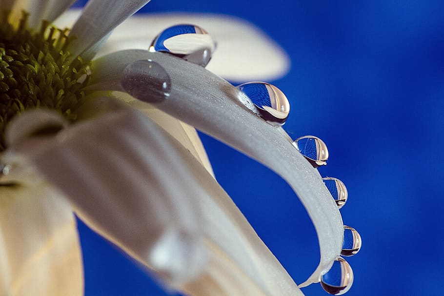 nature, color, flower, daisy, the leaves are, drop, detail shots HD wallpaper