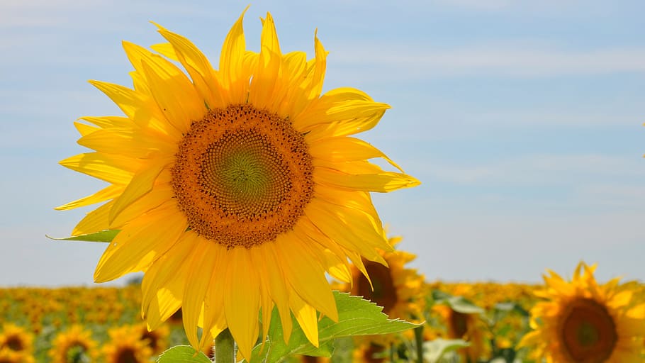 yellow sunflower on broad daylight, yellow flower, sunflower field, HD wallpaper