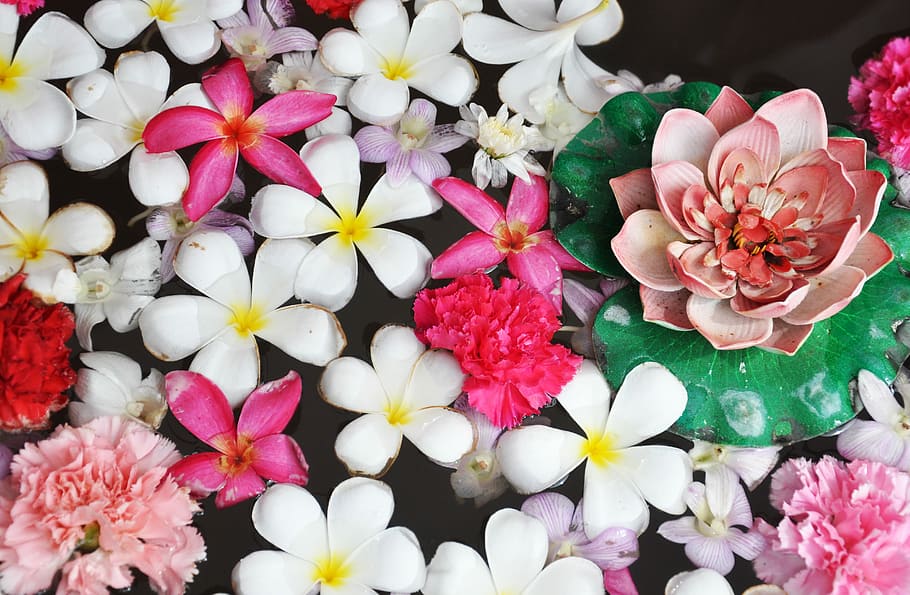 white and pink petaled flowers, assorted flowers on water, flowering plant HD wallpaper