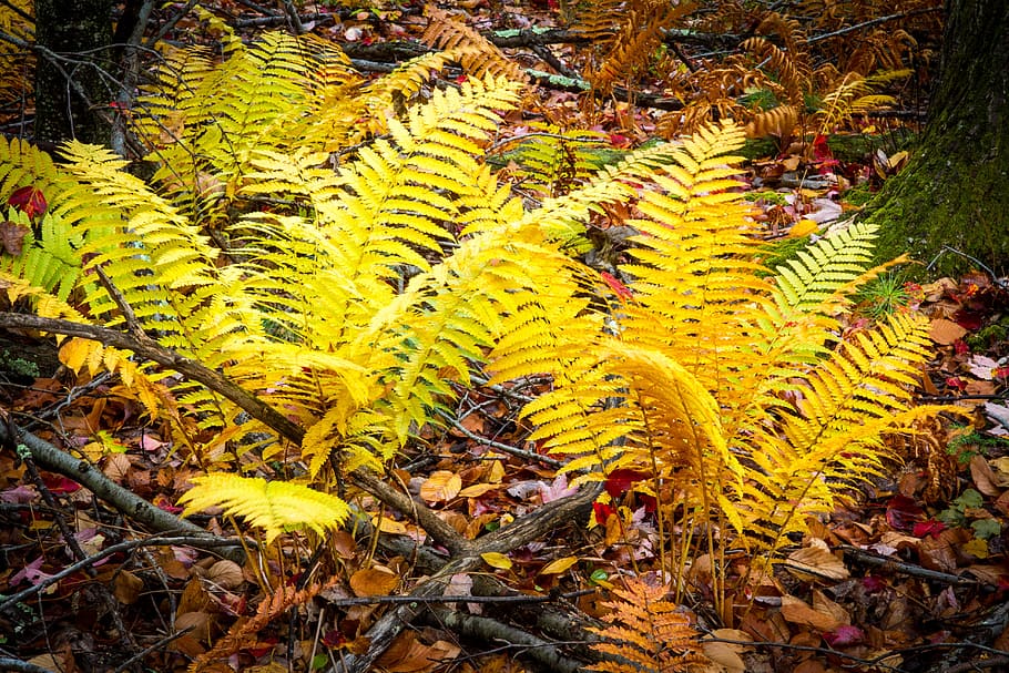 Ferns, Fall, Forest, nature, growth, plant, yellow, leaf, plant part HD wallpaper