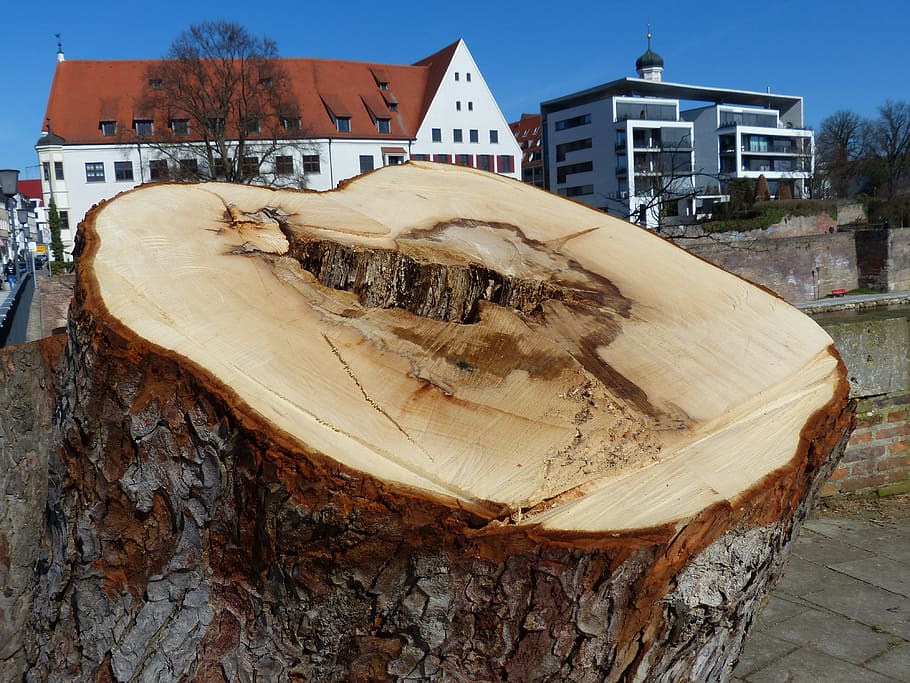 tree, tree stump, sawed off, broken, dead, wood, building exterior, HD wallpaper
