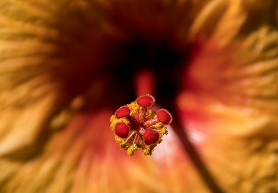 hibiscus, flower, stamen, nectar, orange, gold, red, blossom, HD wallpaper