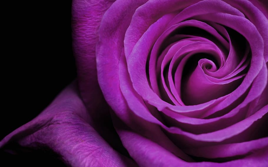 purple, rose, macro, flower, floral, garden, summer, love, nature HD wallpaper