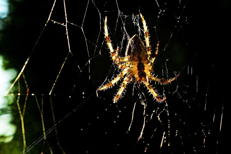 spider, insect, macro, nature, macro nature, backlight, spider web HD wallpaper