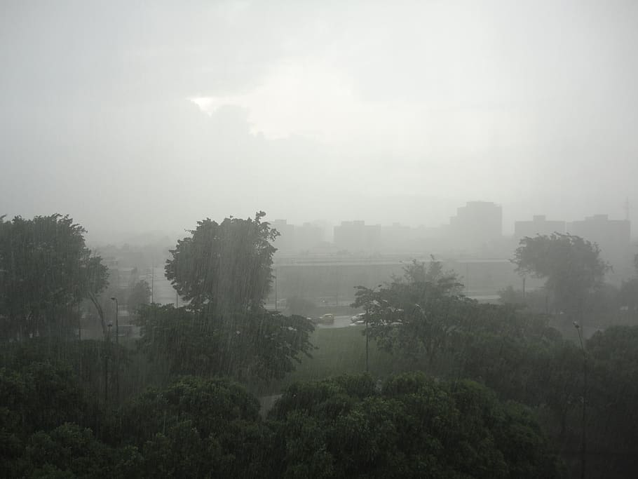 Rain, Forest, Forest, City, Green, Sky, Water, rays, fog, mist HD wallpaper