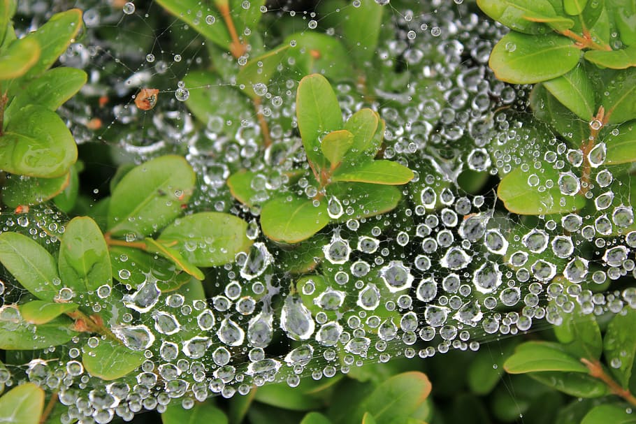 cobweb, green, leaves, dew, dewdrop, drop of water, nature HD wallpaper