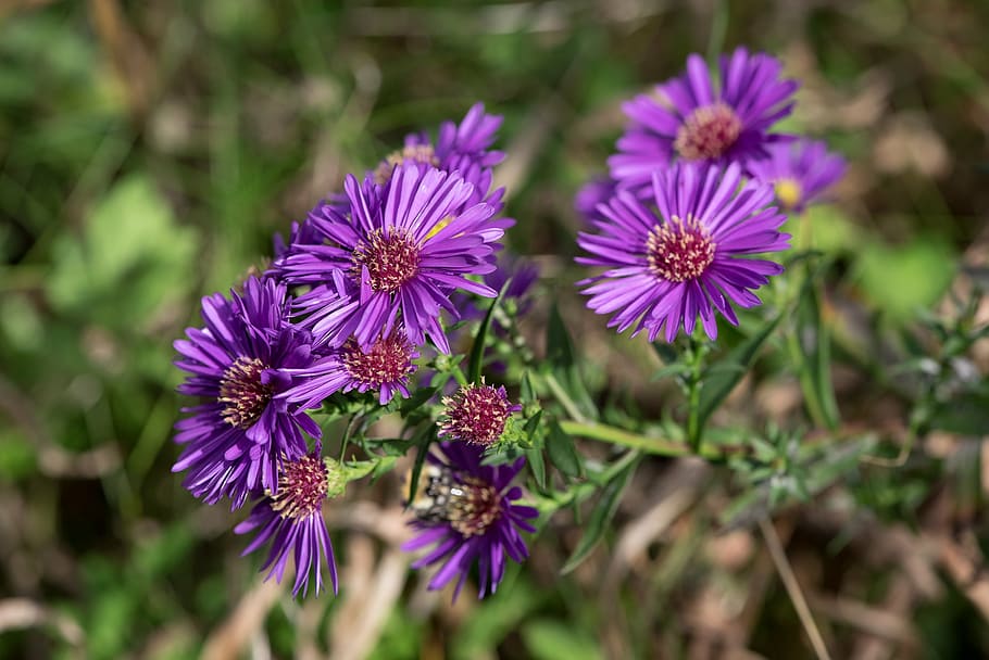 purple petaled flower, asters, herbstastern, fall asters, symphyotrichum HD wallpaper
