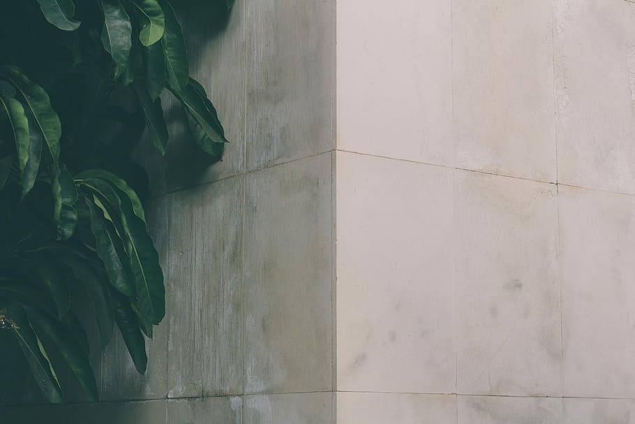 white wall, photo of green leafed plant, building, corner, foliage HD wallpaper