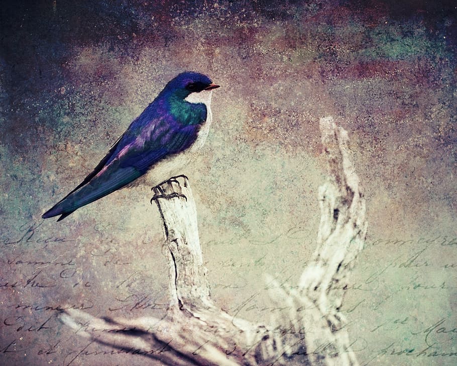 blue and white bird on branch, texture, background, animal HD wallpaper