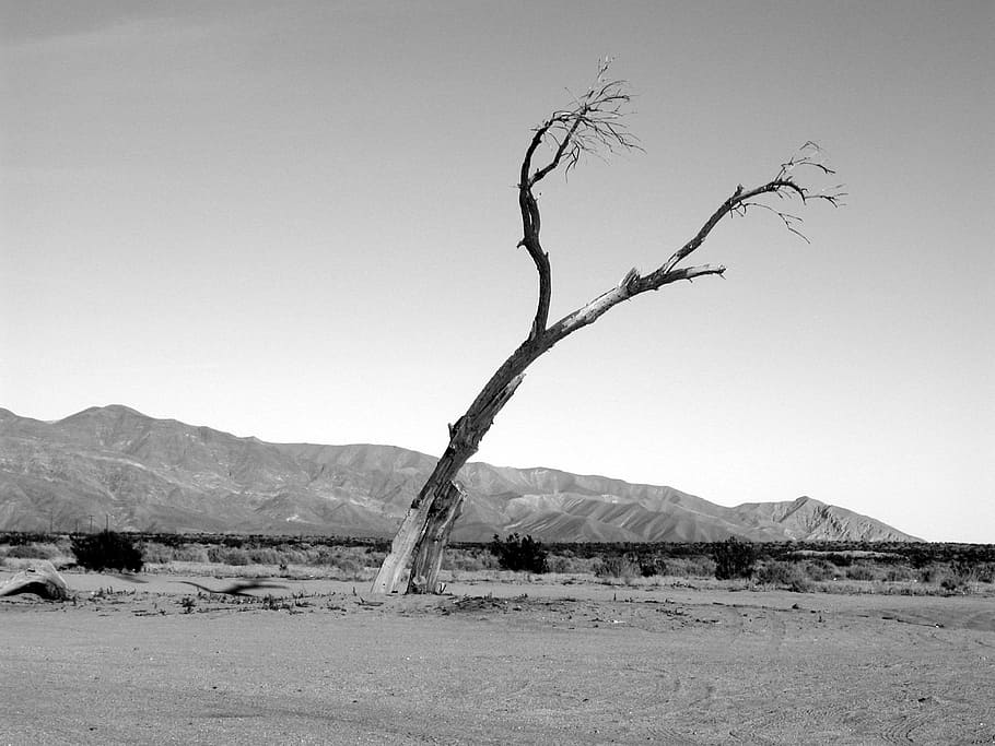 grayscale of tree, grascale photo of bare tree, dead, grass, landscape HD wallpaper