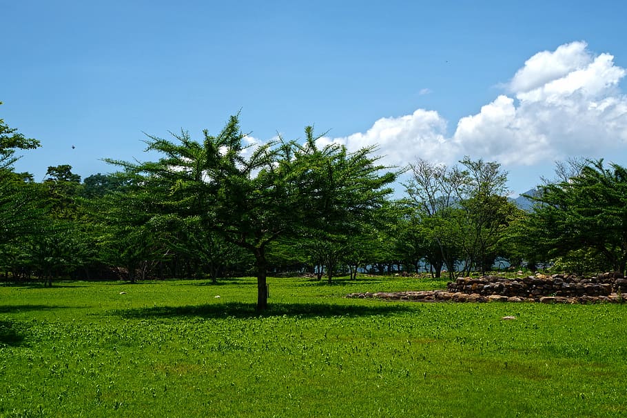 tree, landscape, clouds, archeology, fresh air, plant, sky HD wallpaper